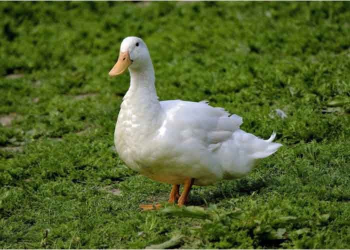 Best Meat Duck Breeds - The Happy Chicken Coop