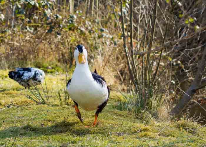 black and white magpie ducks