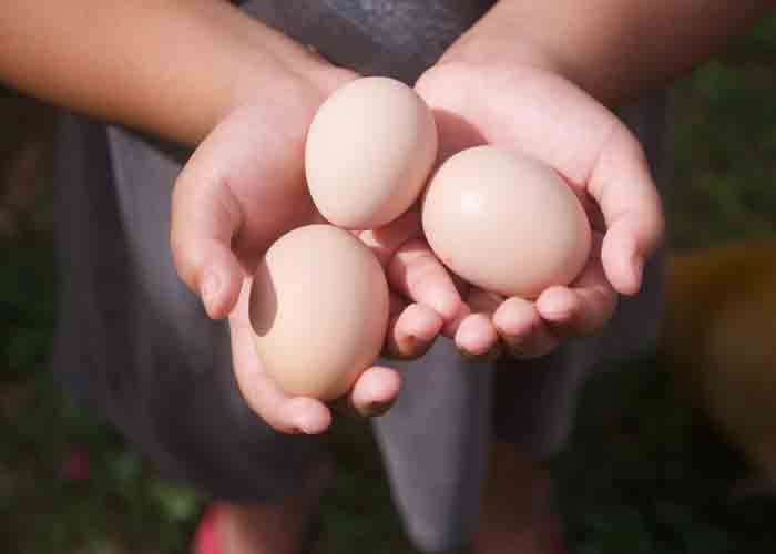 buff orpington duck eggs