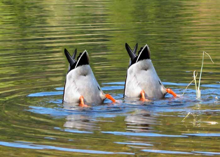 how much water do ducks need
