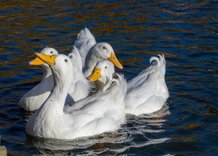 Domesticated duck breeds, like Pekin, can't fly