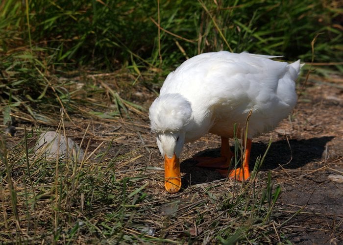 pekin duck foraging
