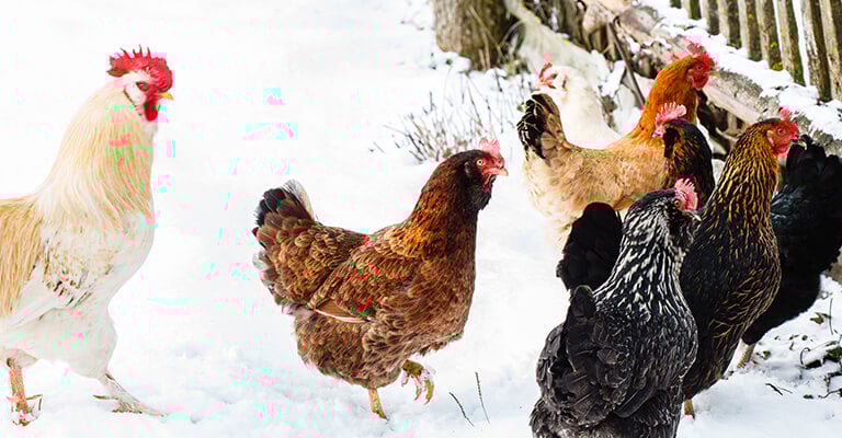 winter-chicken-bg-768