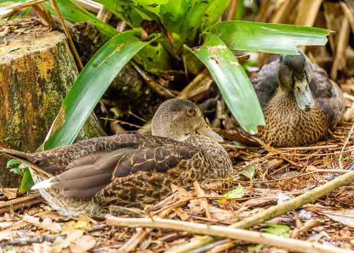 cons of raising ducks