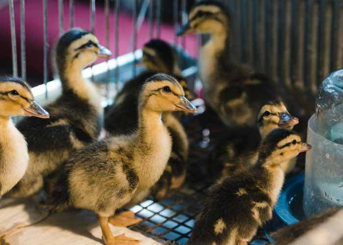 how cold can ducks handle