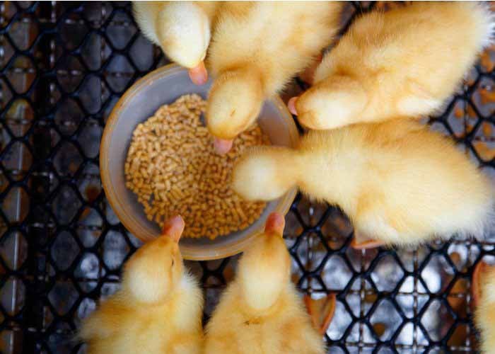 how cold can ducks tolerate