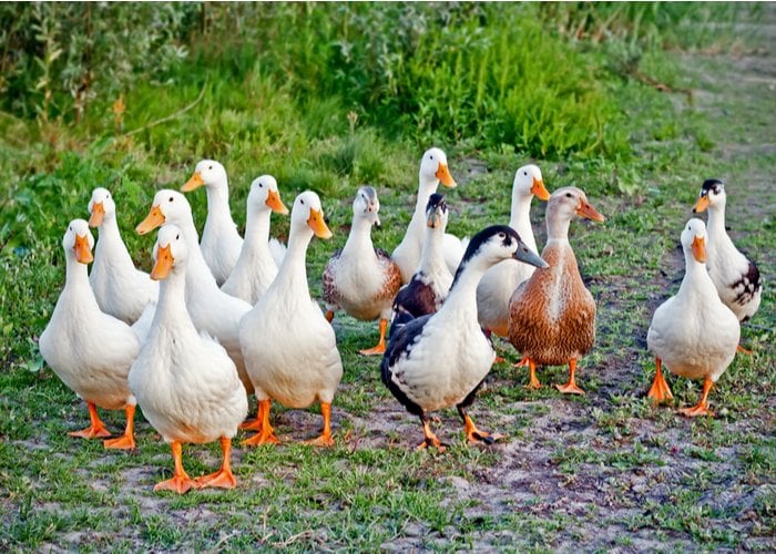 pros and cons of raising ducks