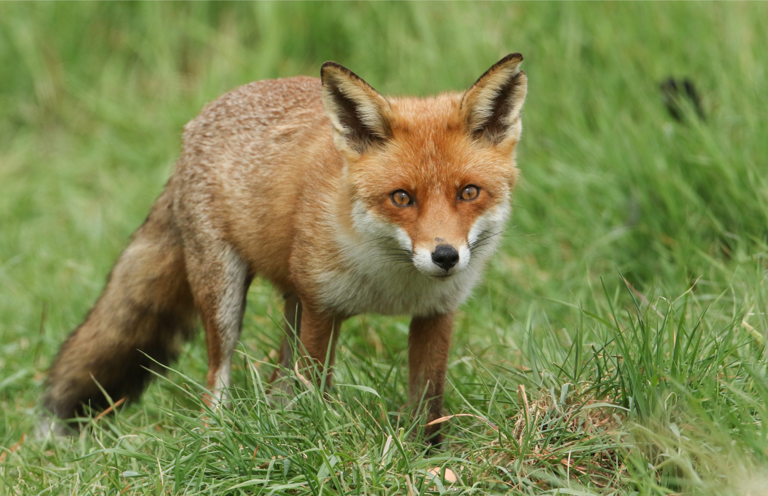 Witness The Brutal Reality Of Fox Predators! - 6aw2yum