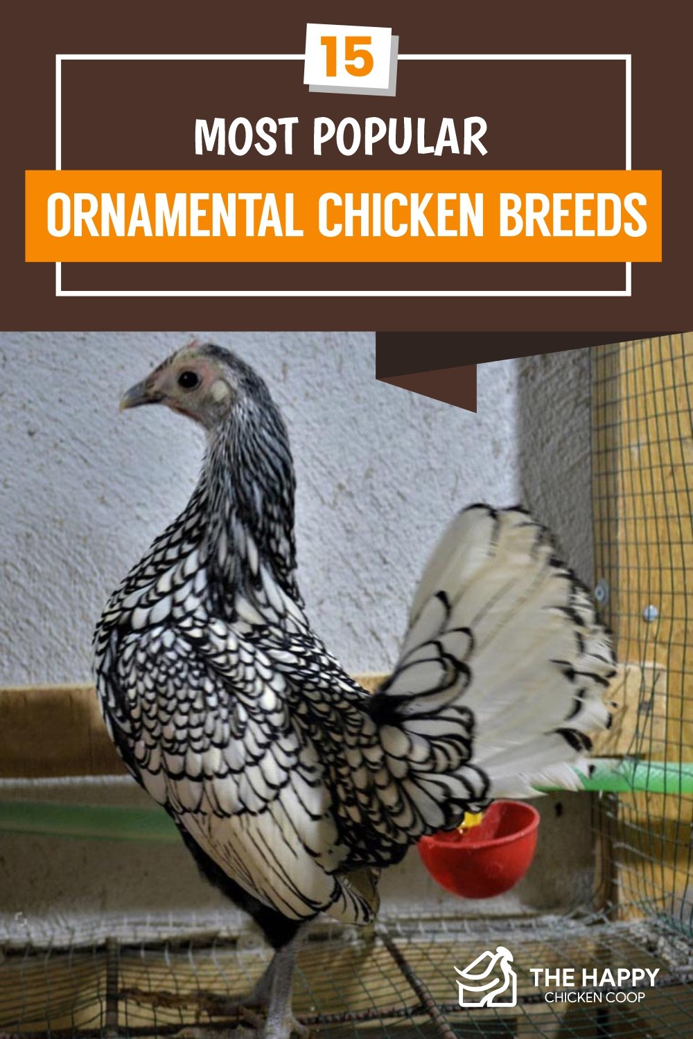 Ornamental Chicken Breed