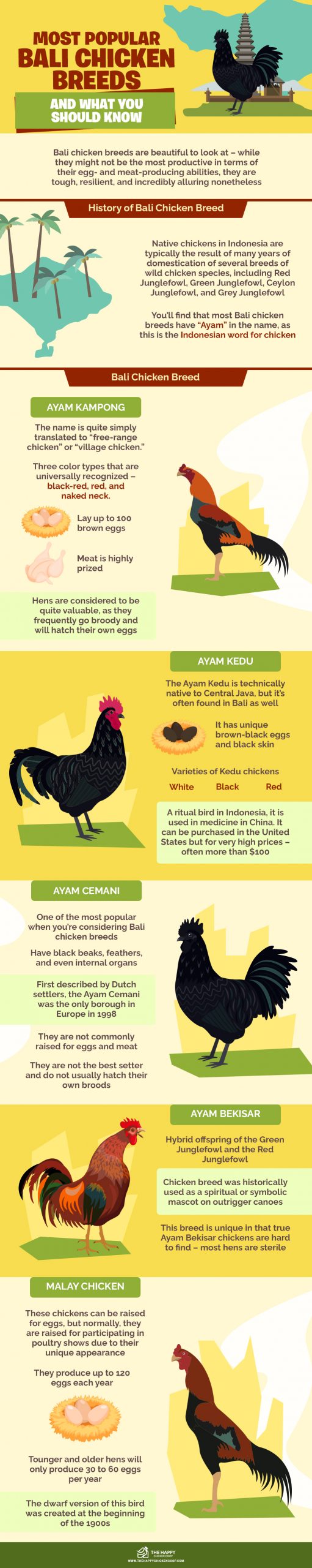 Bali Chicken Breeds 