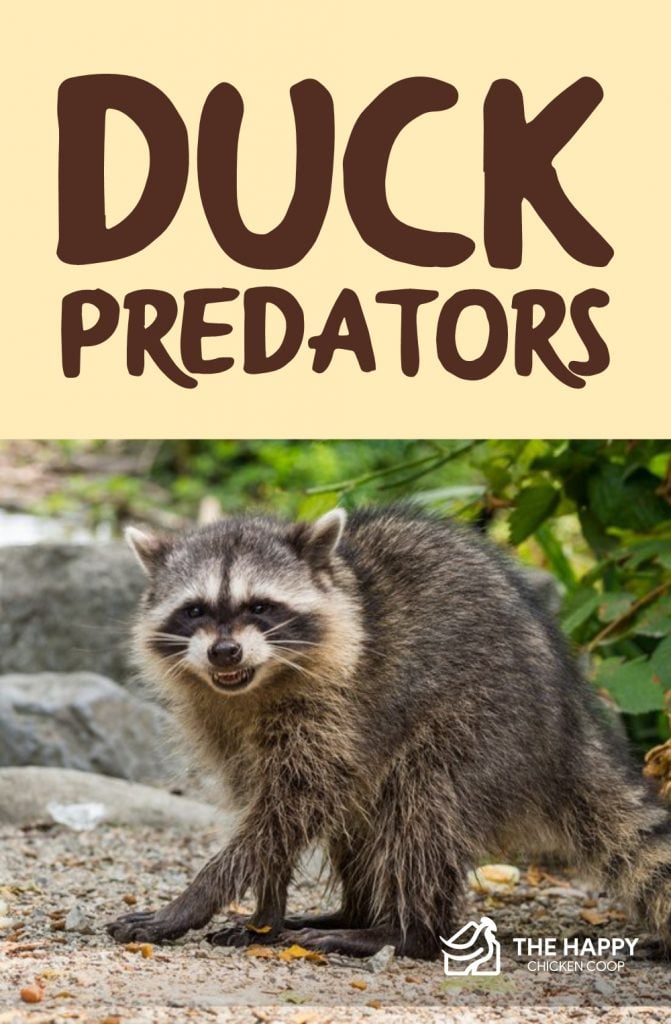 Duck Predators