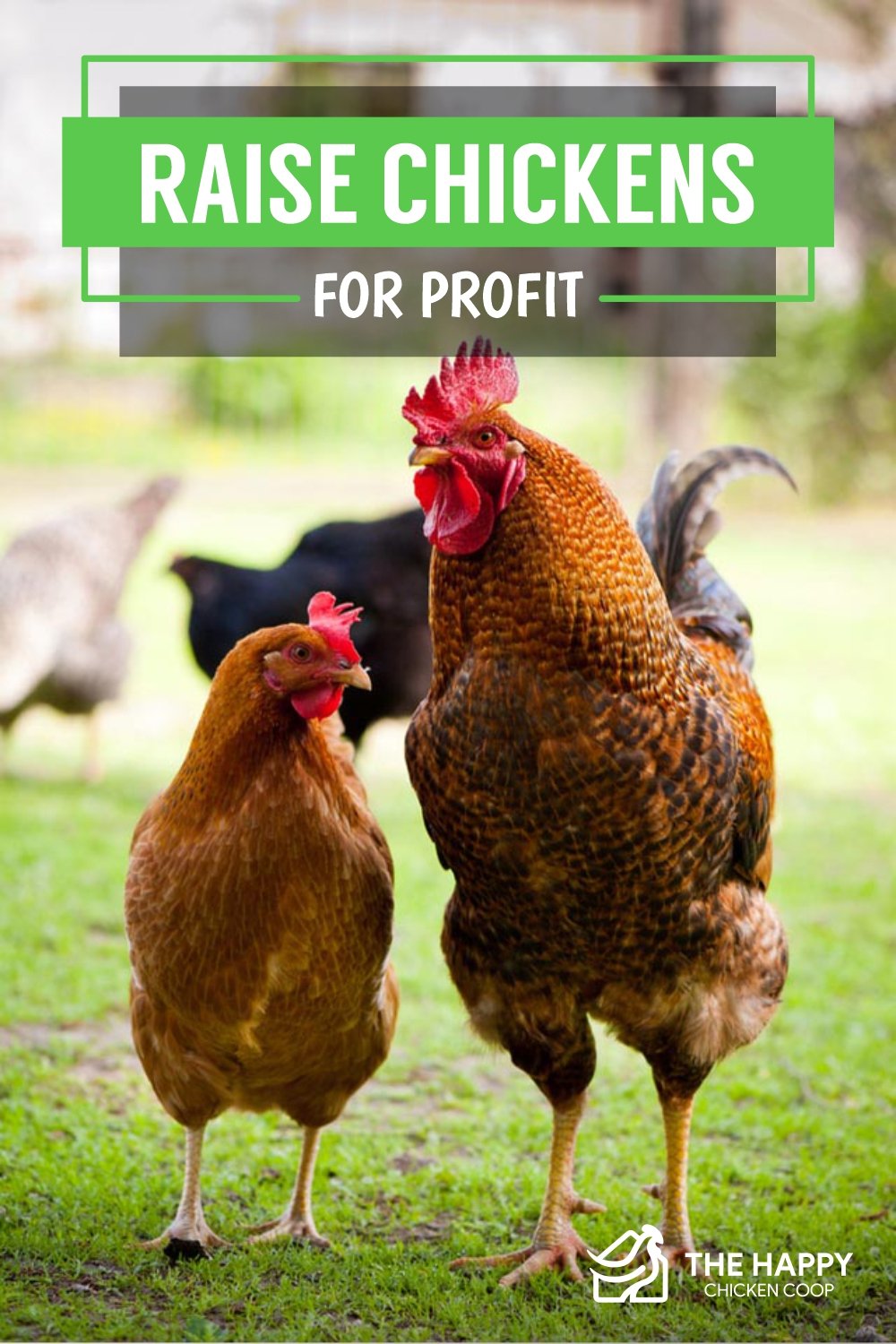 Raise Chickens for Profit