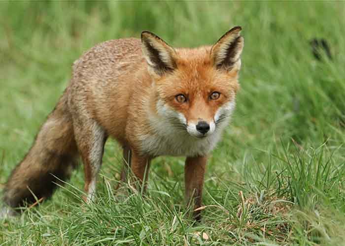 fox duck predator