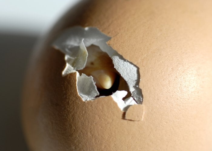 hatching eggs for profit