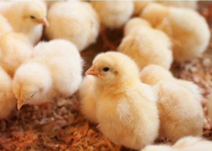raising chicks for profit