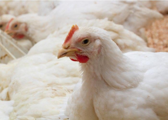 raising meat chickens for profit