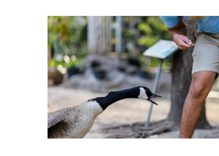 Raising geese to protect chickens