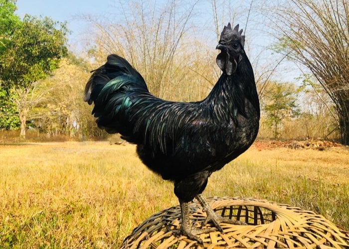 ayam cemani bali chicken breeds