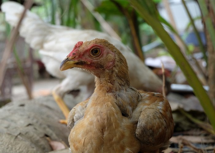 ayam kampong bali chicken breeds