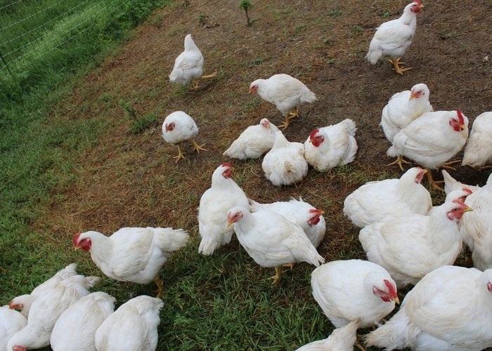 Cornish Cross Chicken