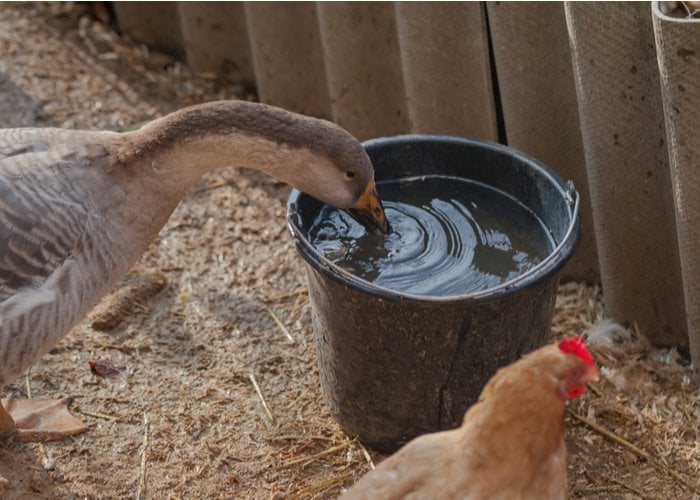 Raising Geese to protect chickens