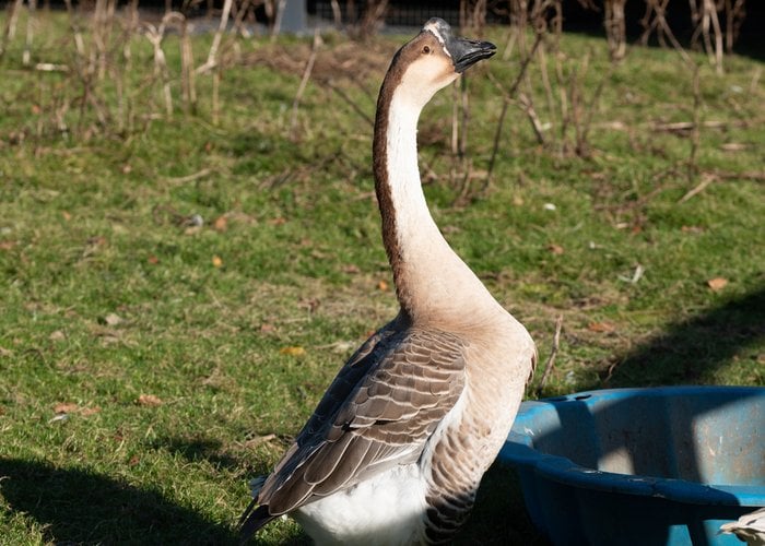 Raising geese to protect chickens