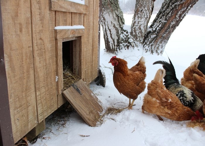 Chicks in the winter