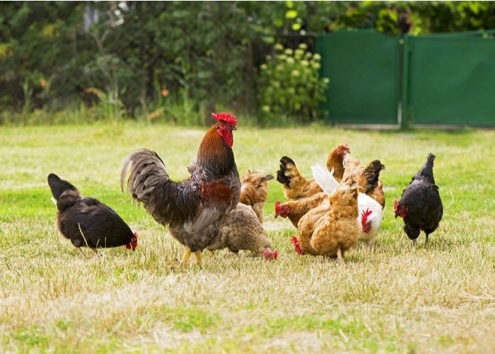 Apple Cider Vinegar and Chickens