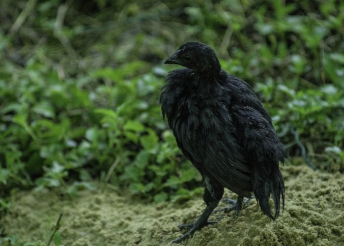 ayam cemani bali chicken breeds