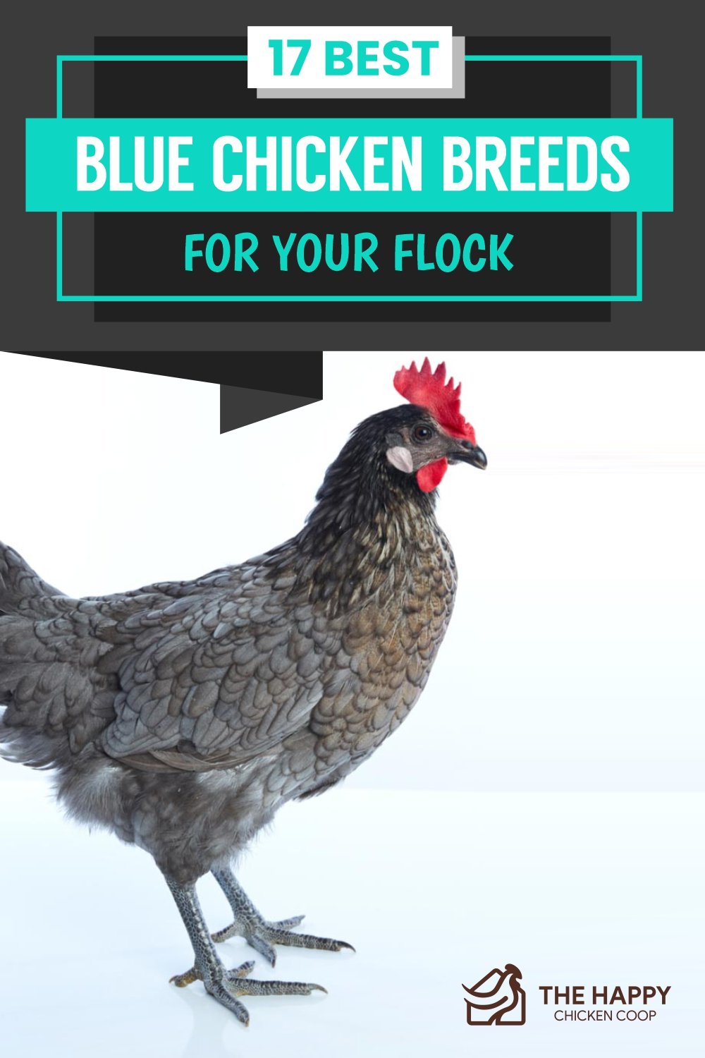 Blue Chicken Breed