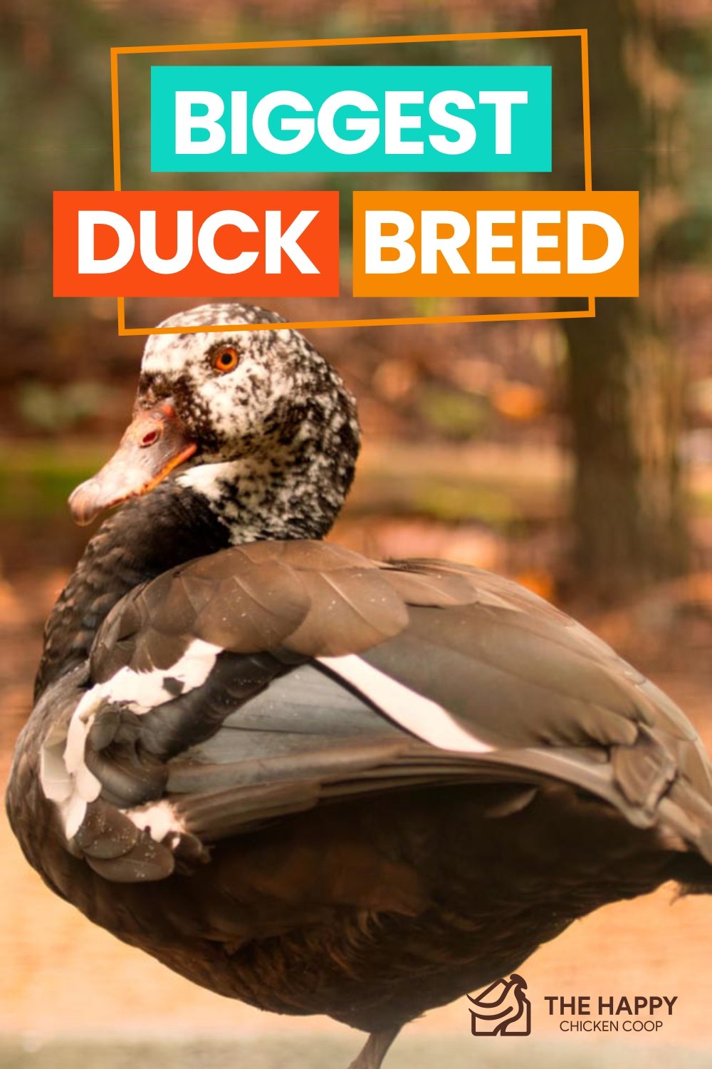 Biggest Duck Breed