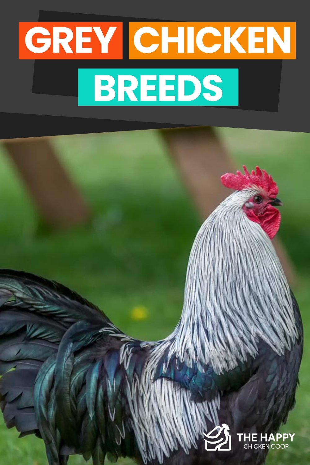 Grey Chicken Breeds 