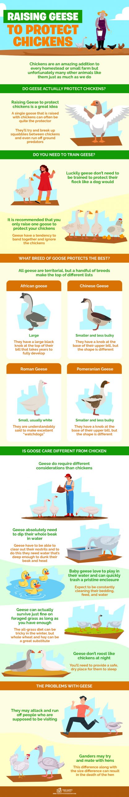 Raising Geese to Protect Chickens