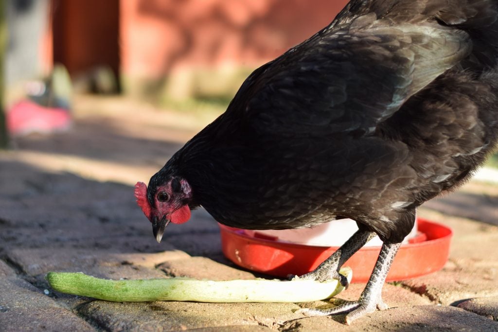 chicken eating cucumbers, chicken treats