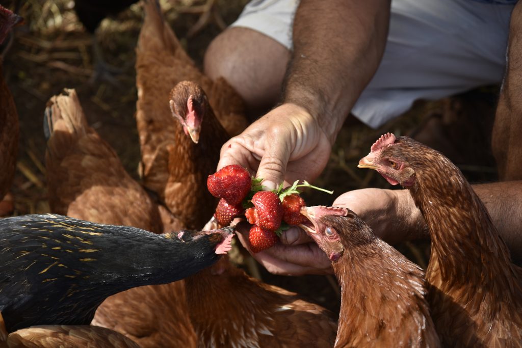chickens eating strawberries, chicken treats