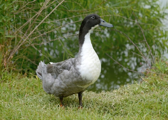 Blue Swedish biggest duck breed