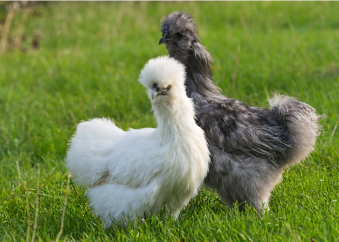 Grey Chicken Breeds
