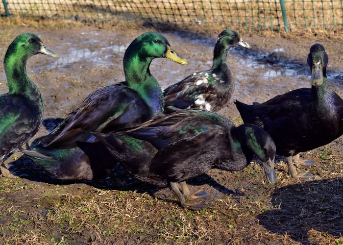 biggest duck breeds Cayuga