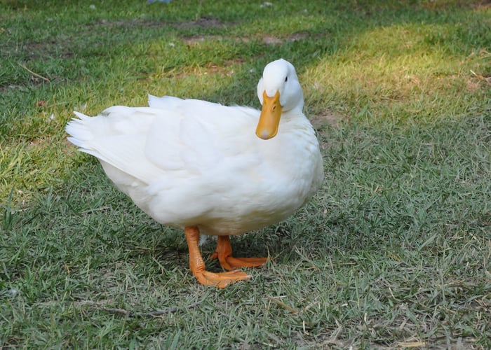 Biggest duck breed pekin 