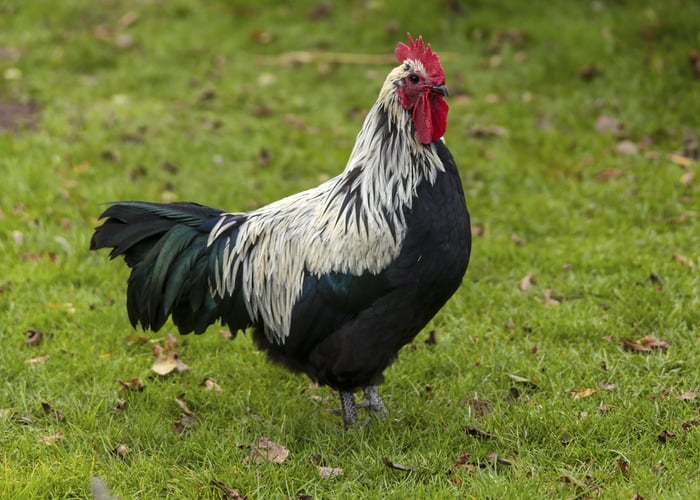 Grey Chicken Breeds Norfolk Grey