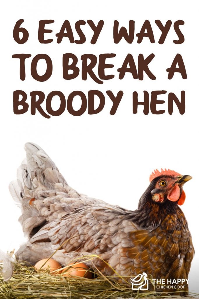 Broody Hen