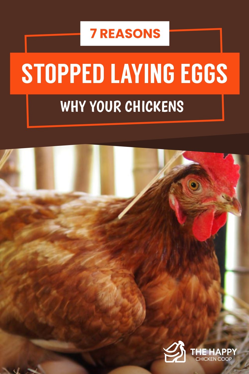  Chickens Stopped Laying Eggs