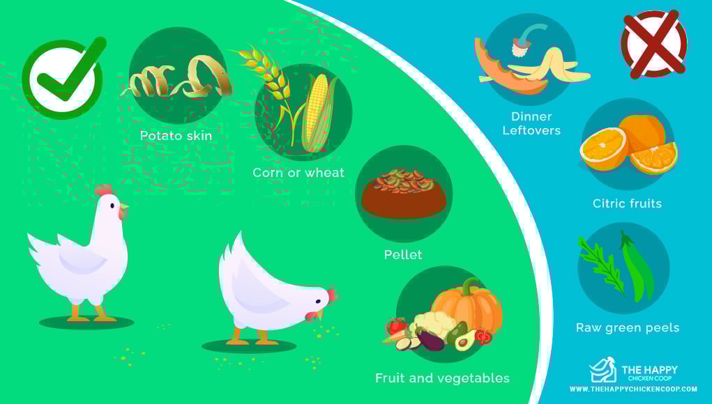 7 Surprising Rules for Feeding Chickens and What You Need To Know