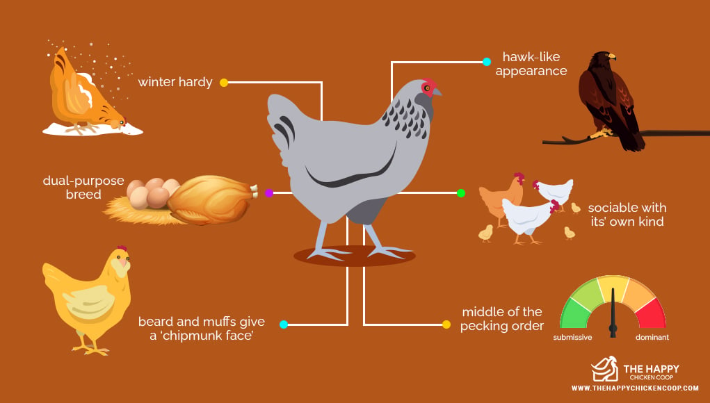 Ameraucana Chicken 