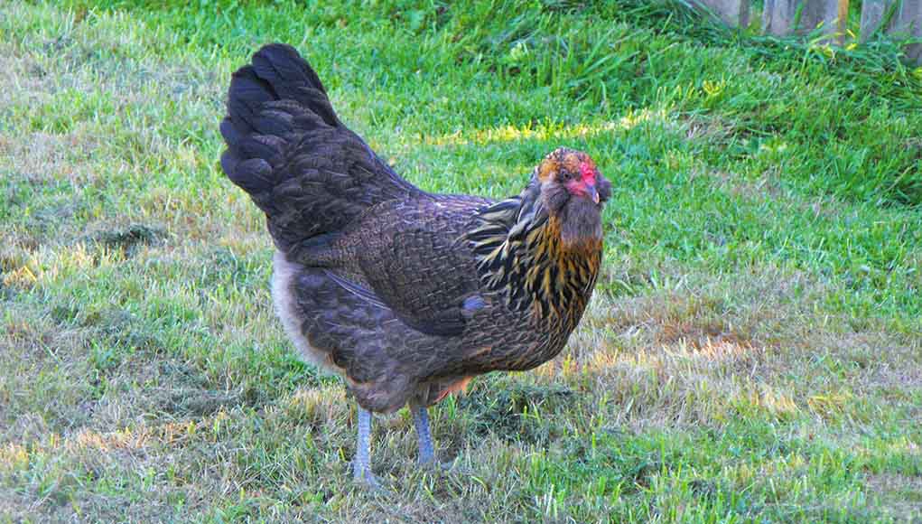 ameraucana cockerel