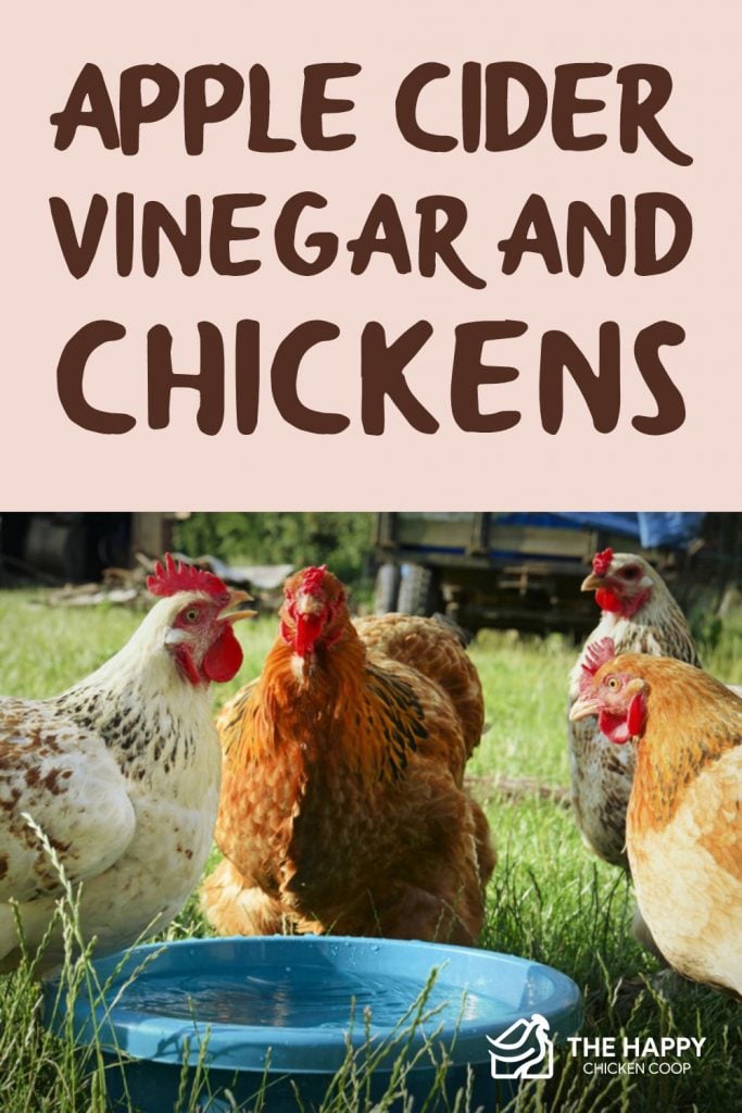 Apple Cider Vinegar and Chickens