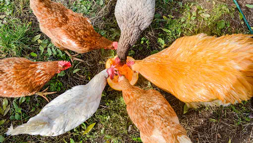 Apple Cider Vinegar and Chickens