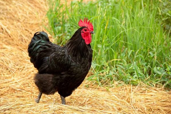 Australorp - desert chicken breeds
