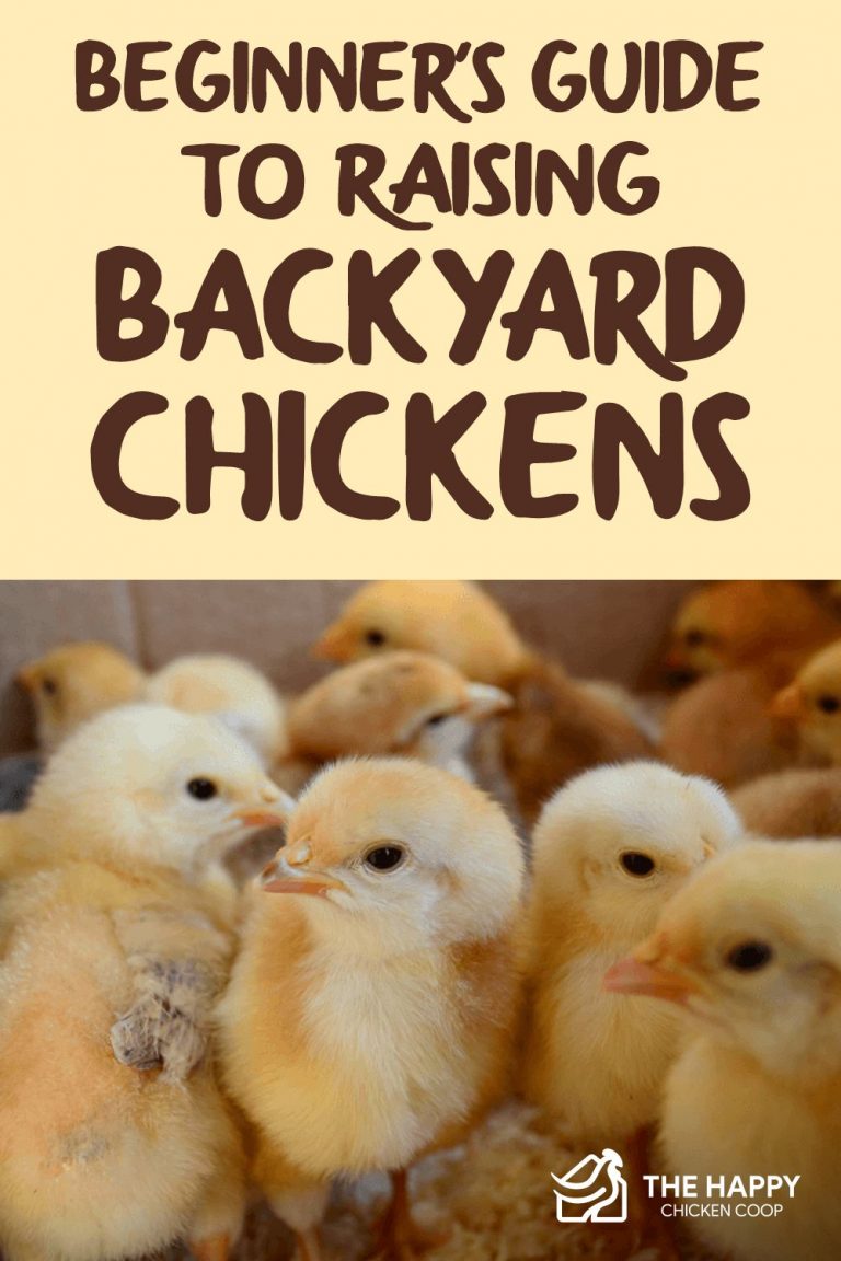 Beginner’s Guide to Raising Backyard Chickens