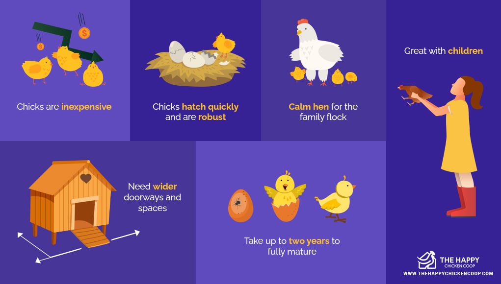 Brahma Chicken 